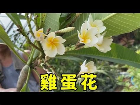 門口種雞蛋花風水|【雞蛋花風水】雞蛋花風水擺設：破解煞氣、招福旺運 – 每日新聞。